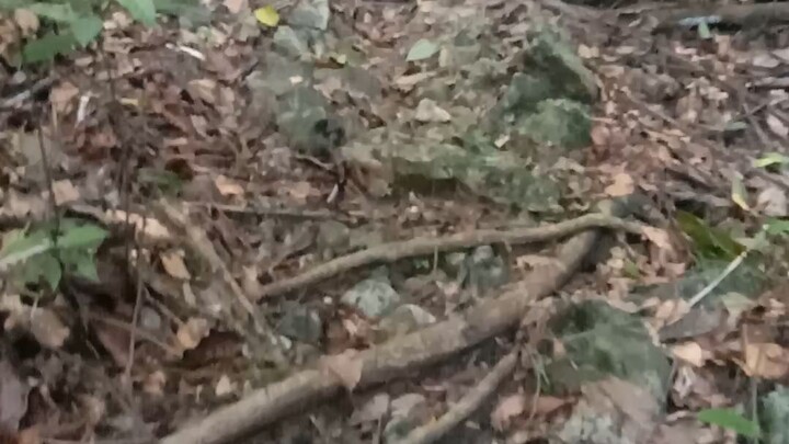 jalur pendakian angker di nusakambangan.😱😱