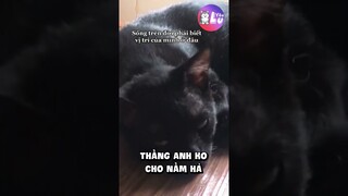 Mèo cũng phân chia giai cấp 🤣 #Shorts #Yeulu #Yeuluofficial