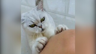 Một chiếc mèo có đam mê làm mẹ | MYPET
