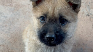 anak anjing ku
