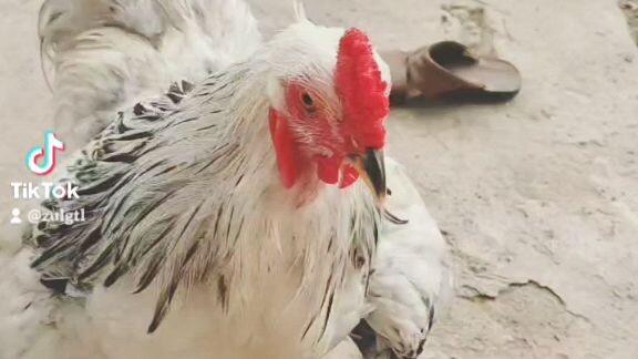Ayam Brahma