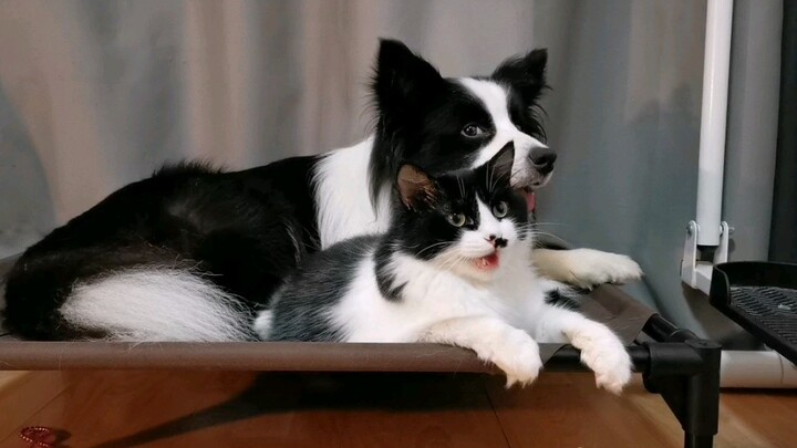 Bukan keluarga jika tidak masuk ke dalam satu pintu; anjing kecilku menemukan versi kucing dari diri