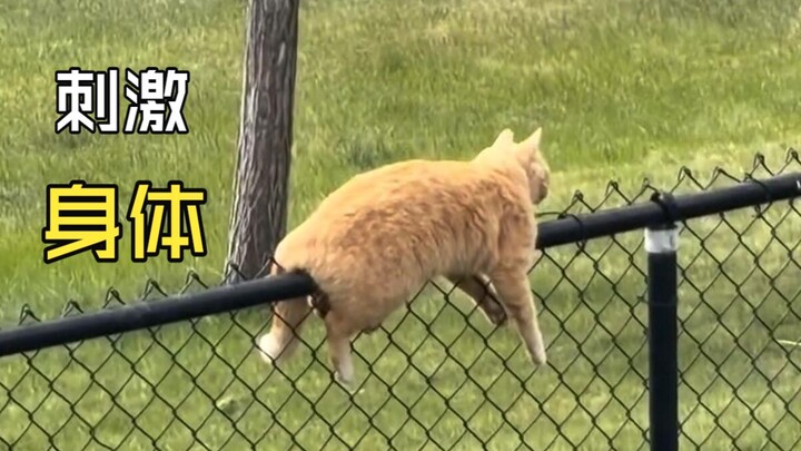 Those fun animal videos!