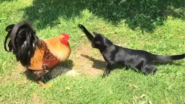 Si pengikut setan kecil ingin menyergap hanya karena Kakak. Sumber BGM: Bilibili - Gu Gu Gu Cheng.