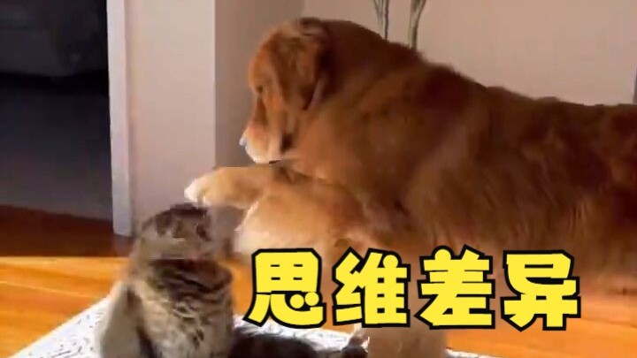 ความแตกต่างด้านกระบวนการคิดโดยธรรมชาติระหว่างแมวกับสุนัขอยู่ที่...