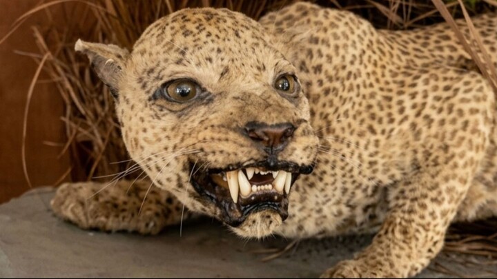 Extinct Animals Scientists Are Actually Close to Reviving