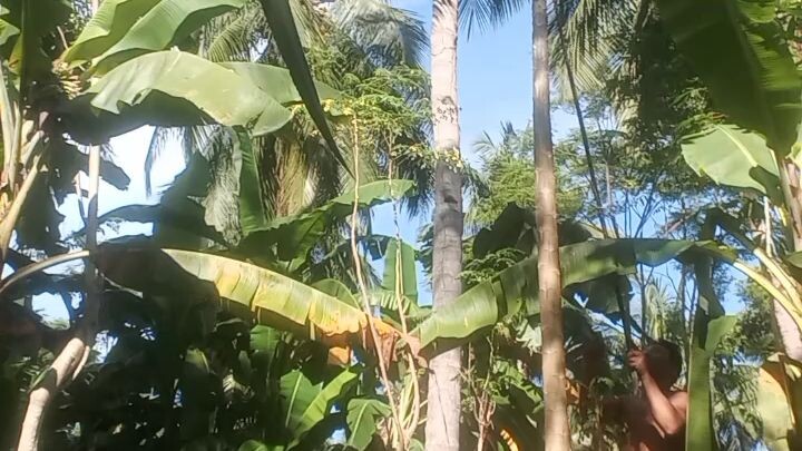 native papaya🥰🥰🥰