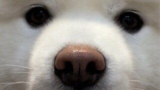 20块买的狗头娃娃 大家看着值吗