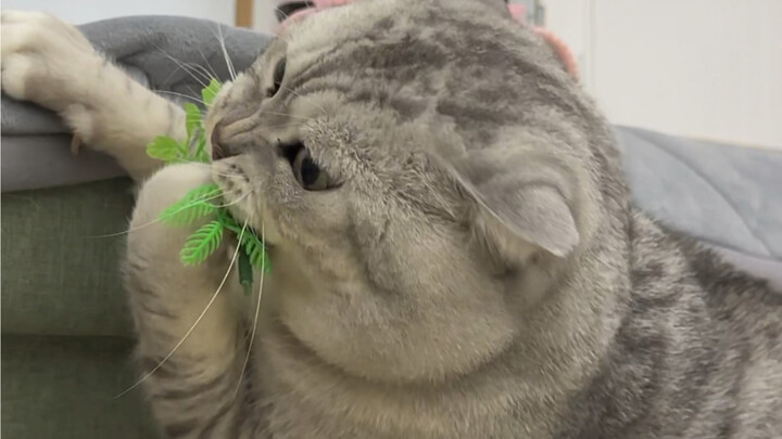 Dazhuang plays with his little brother’s toys and only agrees to go to bed when he’s worn out.