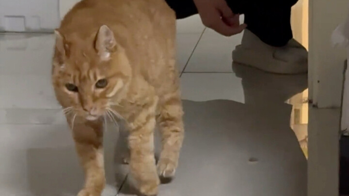 A 26-year-old long-lived old cat!