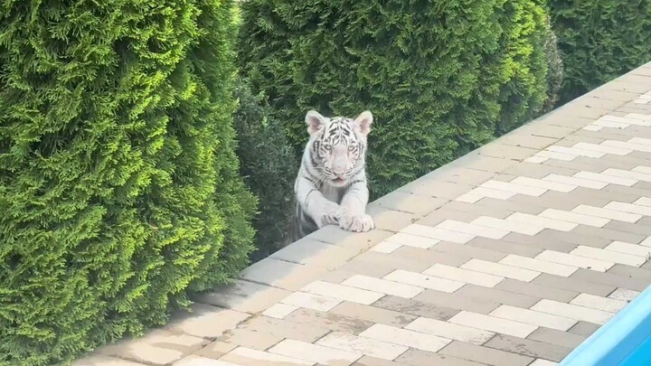 警惕性这么差在野外就完蛋咯