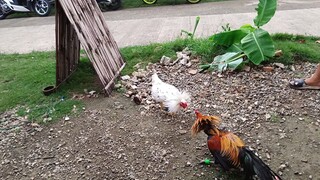 Escolin White VS Navajero Gilmore spar