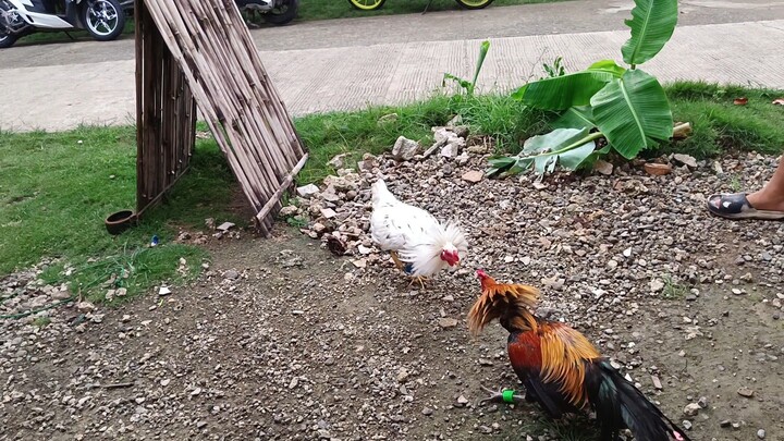 Escolin White VS Navajero Gilmore spar