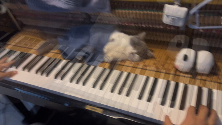 คุณเคยนึกไหม? เขย่าจนแมวสลบเลย