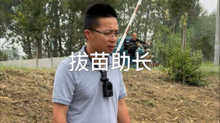 谁拔了农民的玉米？离谱的很#绿水青山就是金山银山