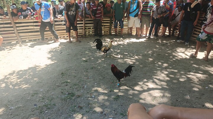 Sabong sa nayon