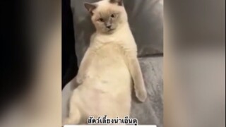 สัตว์เลี้ยงแสนน่าเอ็นดู