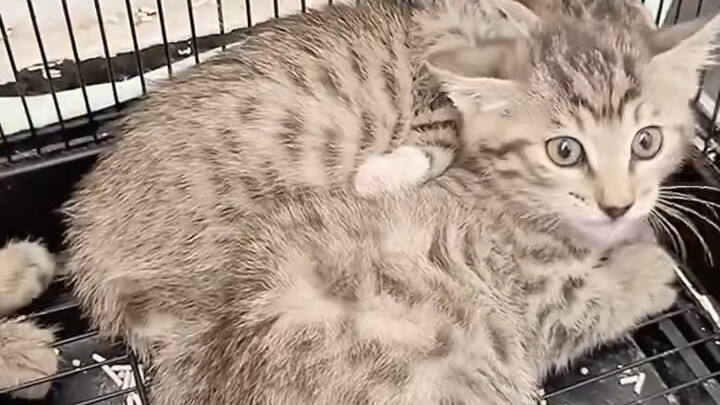 Kế hoạch nuôi dưỡng mèo béo dễ thương: há miệng ra là cho ăn ngay