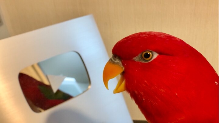 Aku ingin sebuah monumen Bilibili!