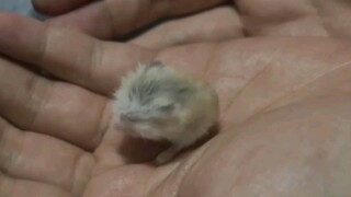 Finally waiting for the age when I can finally get my hands on it (´-ω-`)