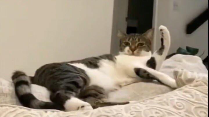Cats are all smart learners!