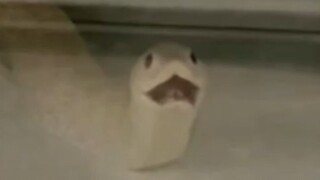 Haji the snake is stressed.