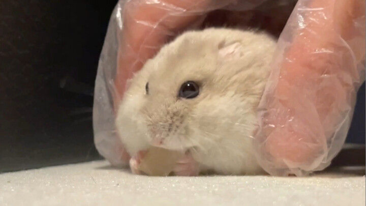 【Chuột hamster】Bánh bảo vệ thức ăn