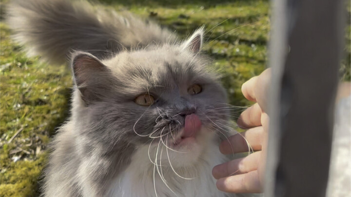 Passersby thought I was stealing a cat!!!