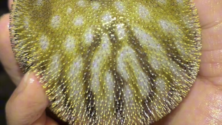 Xiaoyu encountered a cute little hairy clam at the beach today ^_^