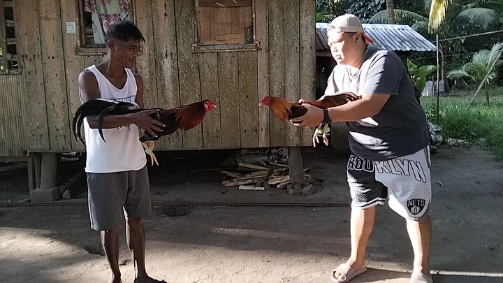 patay lang manok ka
