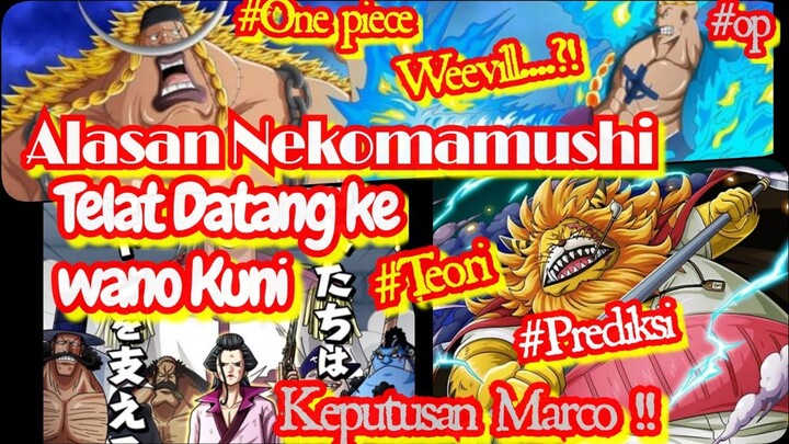 Alasan Nekomamushi Telat datang ke Wano Dan Keputusan Marco !! || Teori & Prediksi OP ||