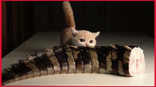Kitten Eating Crocodile Tail.