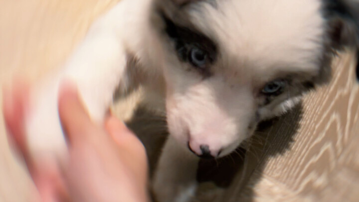 Tiếp theo chuẩn bị dạy nó làm cơm chiên.