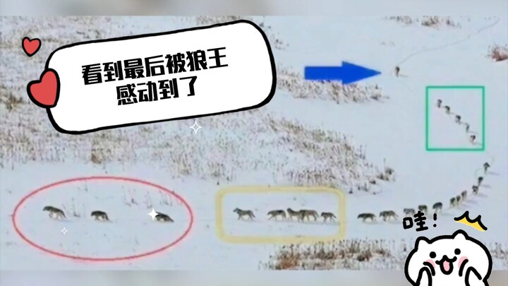 วัฒนธรรมความเป็นหมาป่าที่แท้จริง ดูจนจบแล้วถูกกษัตริย์หมาป่าทำให้อินไปเลย #