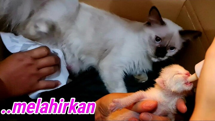 Proses Kucing Melahirkan Anak - Alhamdulillah Lahir 1 Ekor Sehat Meskipun Sungsang ❤️ Miss Cemplon