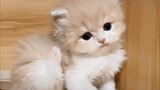 [Cat] Lovely kittens