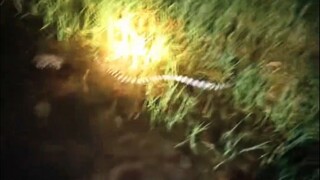 蛇：看到啥了笑成这样，让我也看看！