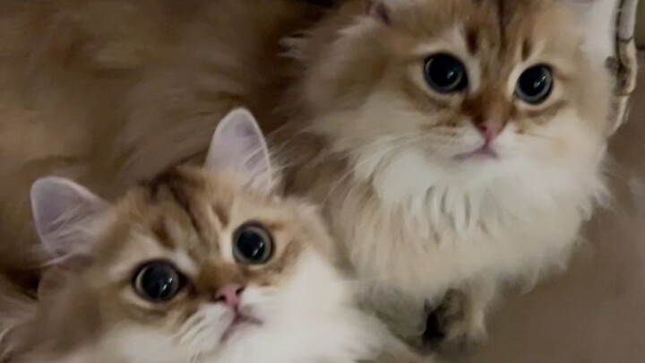 Our little sister has moved to her new home～