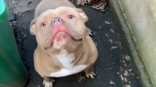 People who are afraid of dogs will really collapse when they meet a dog