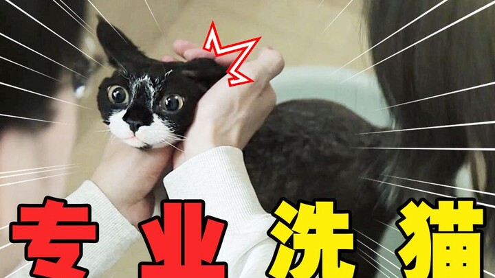Professional Cat Washing