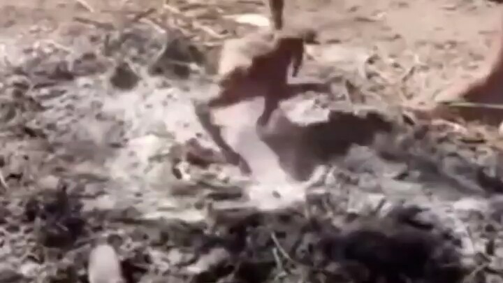 Bebek yang sudah di mulut pun akhirnya terbang pergi