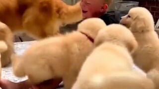 金毛犬舍家小主人和小奶狗的日常，有些人小小年纪就有狗了！嫉妒！