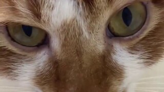 Those close-up cats, New Oriental chef cats