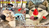 Thú Cưng TV | Dương KC Pets | Ngáo Và Ngơ #13 | chó thông minh vui nhộn | funny cute smart dog