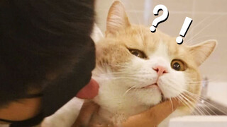 Licking Your Cat Will Bring You Closer to It?