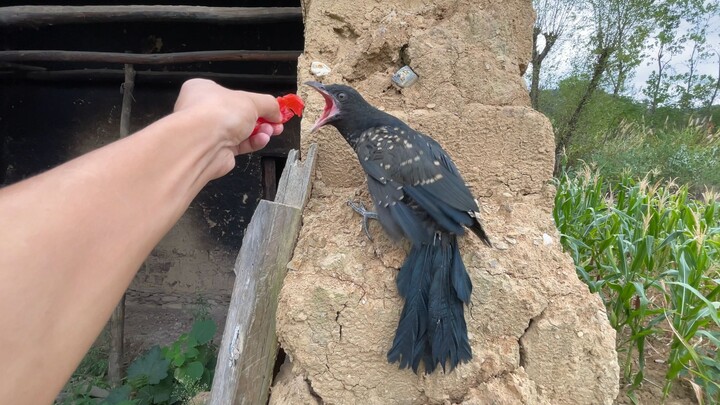 Cuckoo: I’m not going to eat you—hurry and feed me!