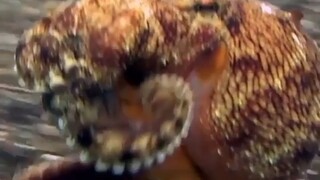 Squidward real life#uwU😗