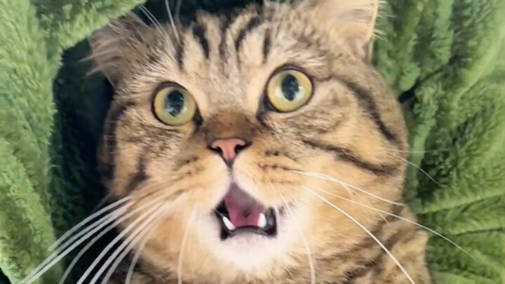 That’s it, they’re gonna force-feed me again.