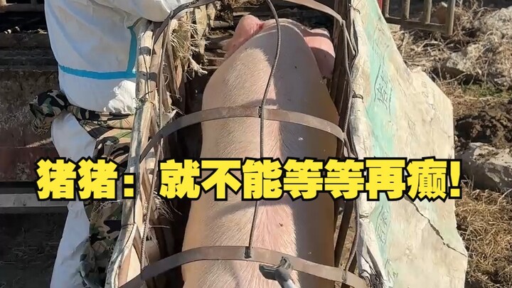 Chú Lợn: Sao không đợi tí rồi mới phát cuồng!