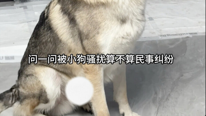 أنا أيضًا أرغب في تربية حيوان أليف جاد..